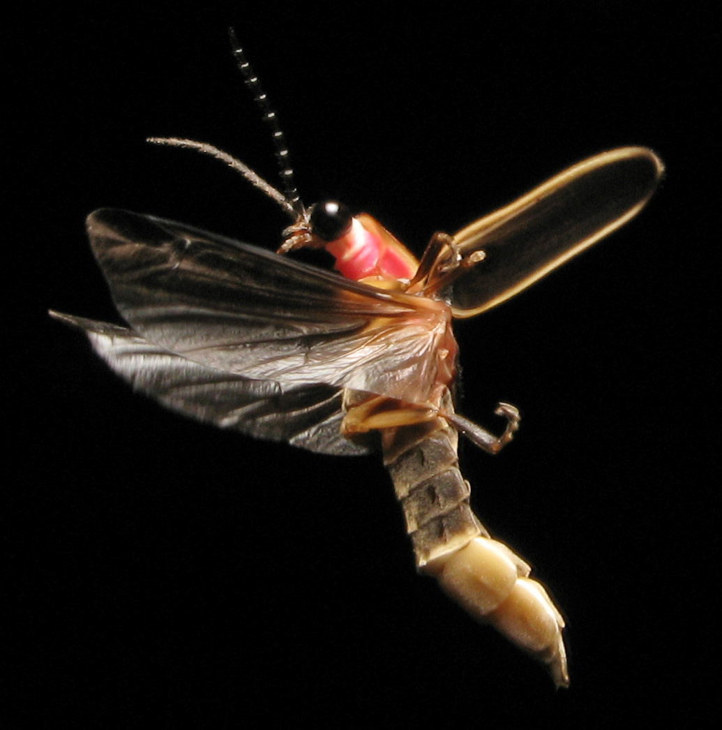 Close-up photograph of a common eastern firefly showing its dark wing covers and reddish markings
